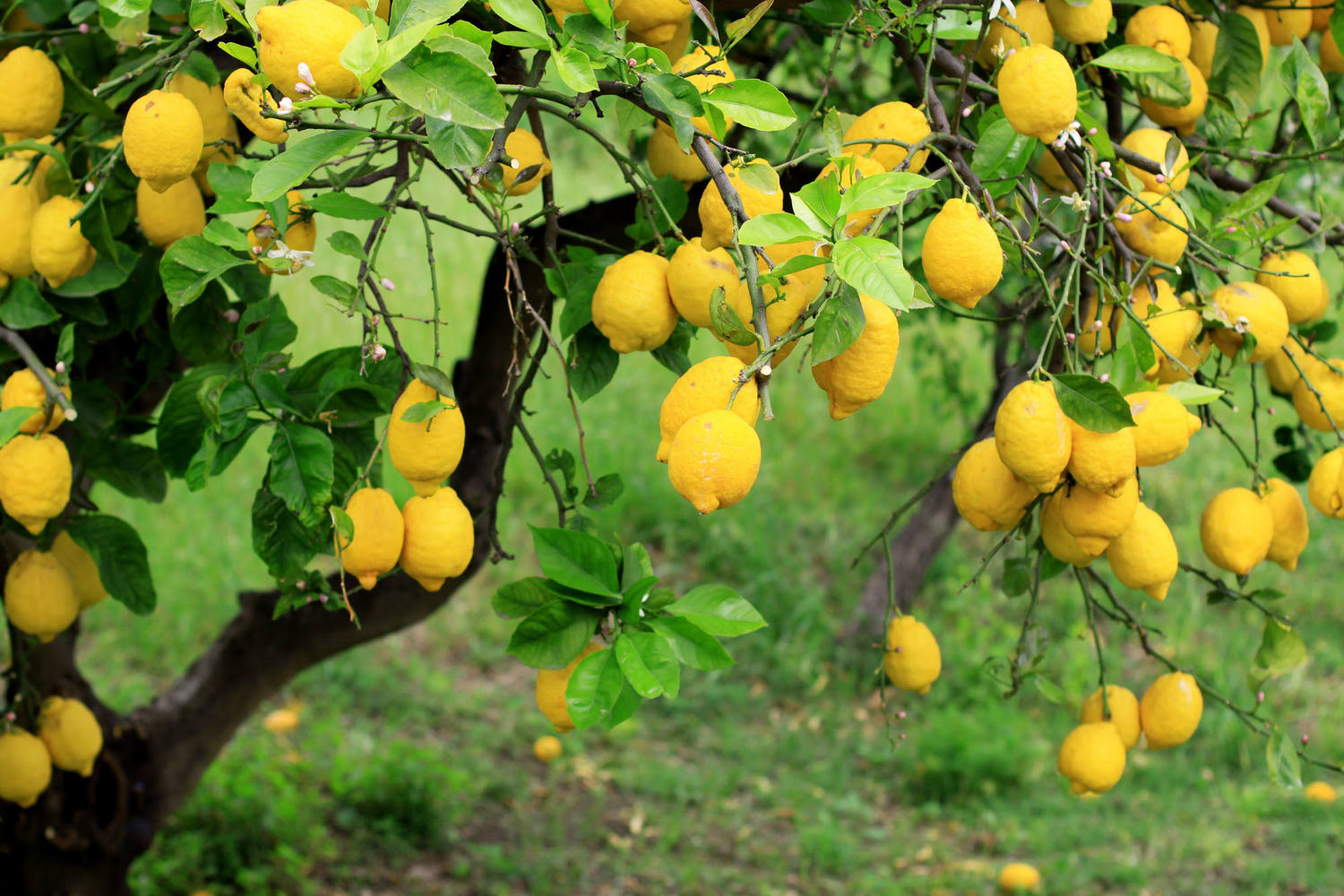 Amalfi citroenen verpakt 500gr kist 6 stuks 2